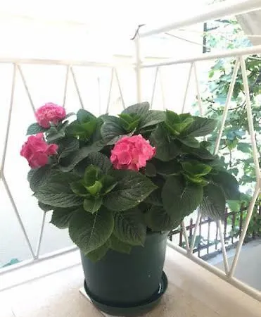 Pavlinovic Jure Apartmán