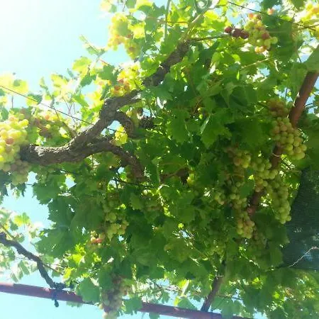 Pavlinovic Jure דירה מאקרסקה