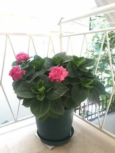 Pavlinovic Jure Апартаменти