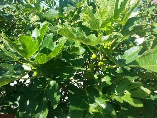 Pavlinovic Jure * Макарська