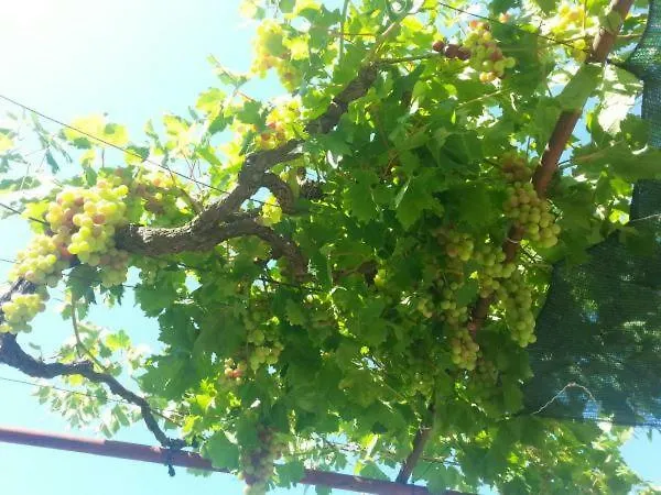 Pavlinovic Jure דירה מאקרסקה