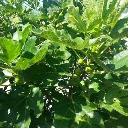 Pavlinovic Jure * Makarska